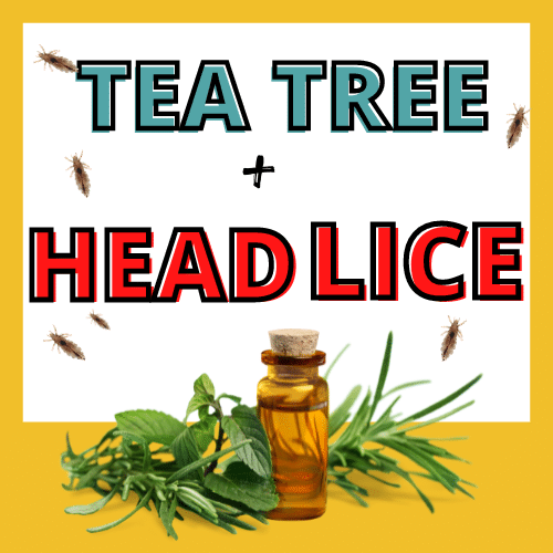 tea tree oil surrounded by head lice