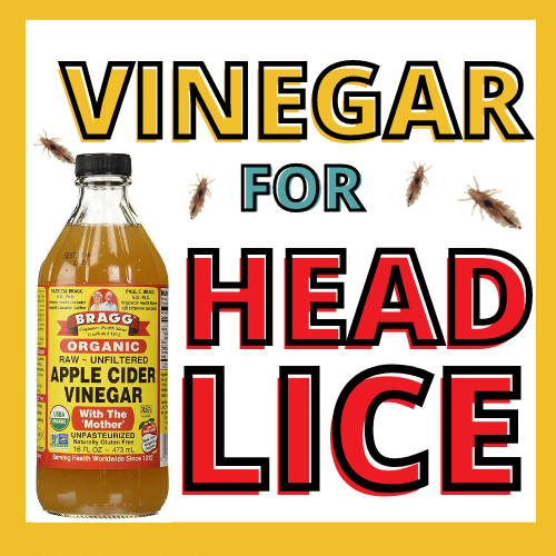 apple cider vinegar surrounded by lots of head lice