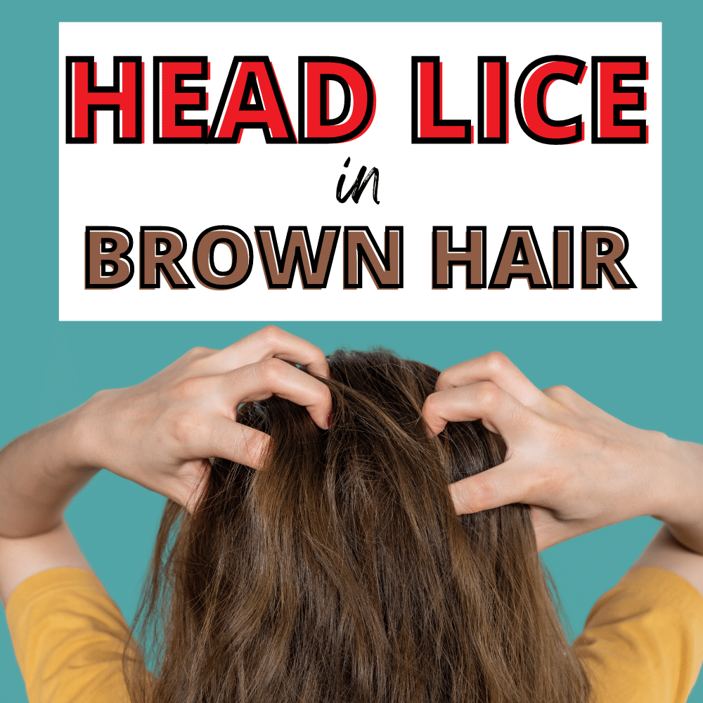 head lice in brown hair featured image