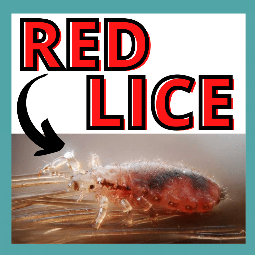 red lice bug with arrow pointing and words "red lice"