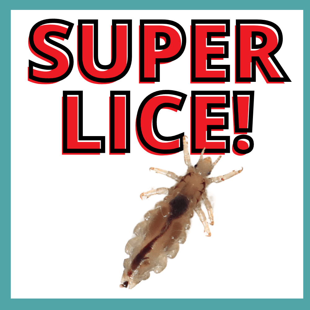 super lice bug